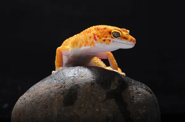 Gecko Jaszczurka Gekon — Zdjęcie stockowe
