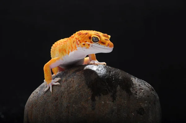 Gecko Lagarto Leopardo Gecko — Fotografia de Stock