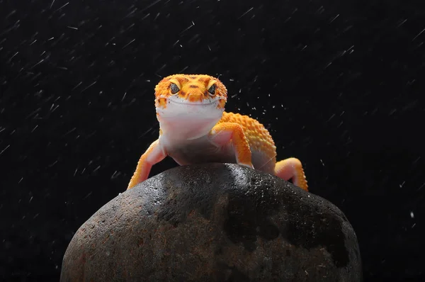 Gecko Léopard Léopard Gecko — Photo