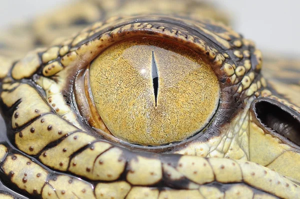 Crocodilo Animal Animais Réptil Olho Répteis Macro Animais Anfíbios Anfíbios — Fotografia de Stock