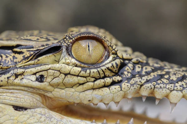 Krokodyl Zwierzę Zwierzęta Gad Oko Gady Makro Zwierzęta Amfibia Płazów — Zdjęcie stockowe