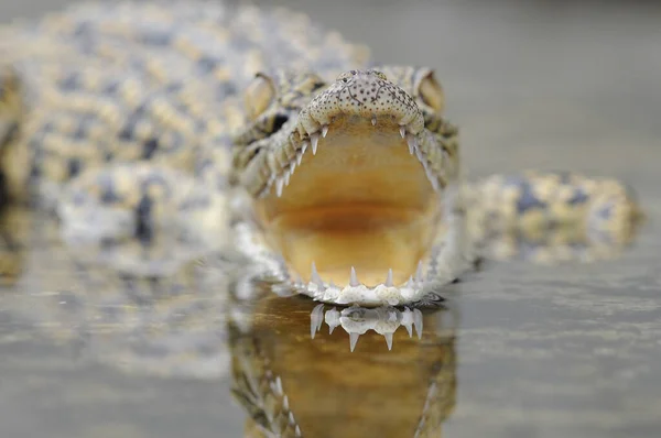 Crocodilo Animal Animais Réptil Olho Répteis Macro Animais Anfíbios Anfíbios — Fotografia de Stock