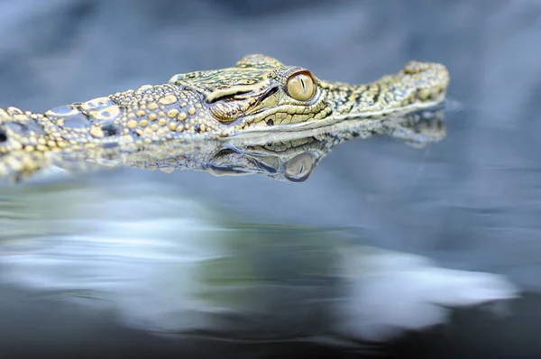 Krokodyl Zwierzę Zwierzęta Gad Oko Gady Makro Zwierzęta Amfibia Płazów — Zdjęcie stockowe