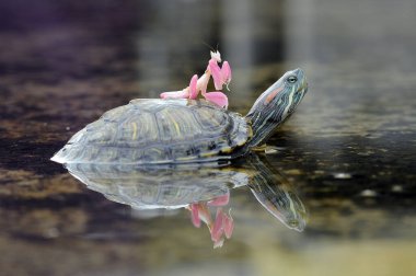 orchid mantis pink with turtle