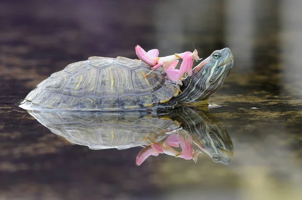 Orchidée Mantis Rose Avec Tortue — Photo