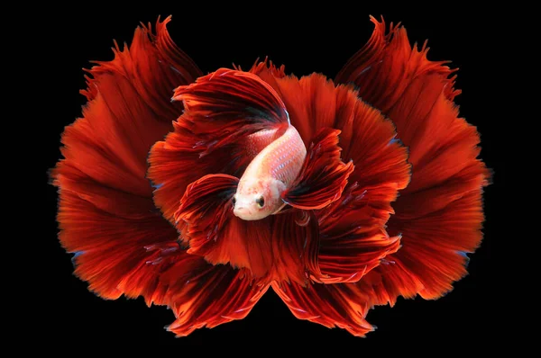 Betta Fish Pesce Combattente Siamese Betta Splendens Isolato Fondo Nero — Foto Stock