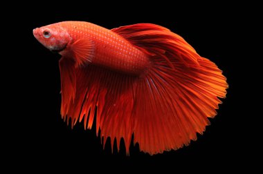 Beta balığı, siyam dövüşçüsü balığı, kara arka planda izole edilmiş betta ihtişamı, siyah arka planda balık, çok renkli Siyam dövüşçü balığı,