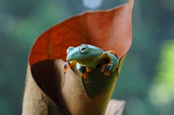 개구리 개구리 날아다니는 개구리 개구리 양서류 매크로 — 스톡 사진