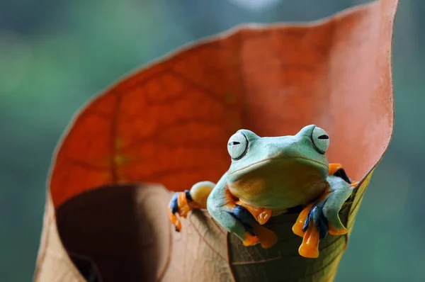 Grenouille Grenouilles Grenouille Volante Rainette Animal Animaux Amphibi Amphibien Macro — Photo