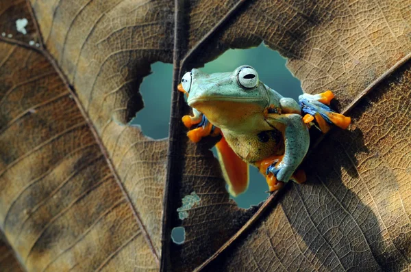 Rãs Voadora Arbórea Animal Animais Anfíbios Anfíbios Macro — Fotografia de Stock