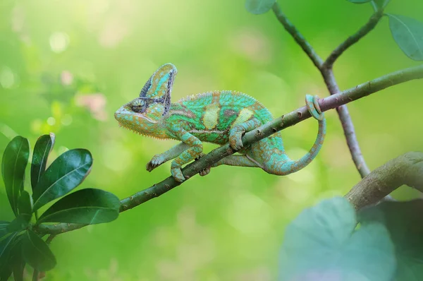 Caméléon Dans Arbre — Photo