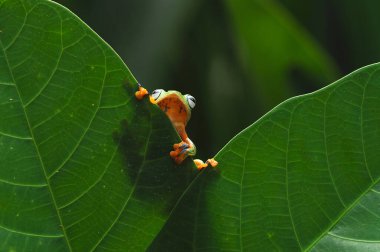 Uçan kurbağa, tombul kurbağa, kurbağa,