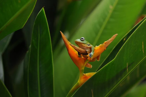 Rana Voladora Rana Voladora Ranas —  Fotos de Stock