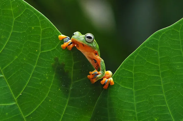 날으는 개구리 개구리 개구리 — 스톡 사진