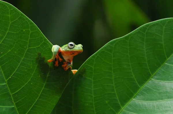 飞的青蛙 笨笨的青蛙 — 图库照片