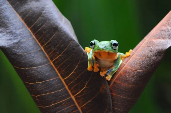 날으는 개구리 개구리 개구리 — 스톡 사진