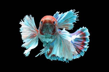 Beta balığı, siyam dövüşçüsü balığı, kara arka planda izole edilmiş betta ihtişamı, siyah arka planda balık, çok renkli Siyam dövüşçü balığı,