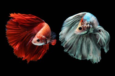 Beta balığı, siyam dövüşçüsü balığı, kara arka planda izole edilmiş betta ihtişamı, siyah arka planda balık, çok renkli Siyam dövüşçü balığı,