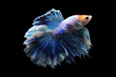 Beta balığı, siyam dövüşçüsü balığı, kara arka planda izole edilmiş betta ihtişamı, siyah arka planda balık, çok renkli Siyam dövüşçü balığı,