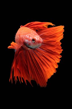 Beta balığı, siyam dövüşçüsü balığı, kara arka planda izole edilmiş betta ihtişamı, siyah arka planda balık, çok renkli Siyam dövüşçü balığı,