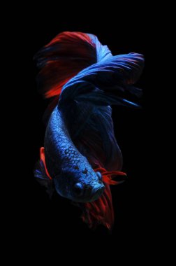 Beta balığı, siyam dövüşçüsü balığı, kara arka planda izole edilmiş betta ihtişamı, siyah arka planda balık, çok renkli Siyam dövüşçü balığı,