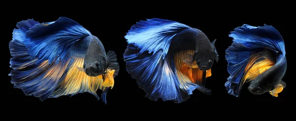 Betta fish, siamese fighting fish, betta splendens isolated on black background,fish on black background, Multi color Siamese fighting fish,