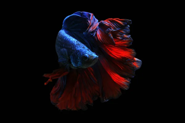 Betta Fish Pesce Combattente Siamese Betta Splendens Isolato Fondo Nero — Foto Stock