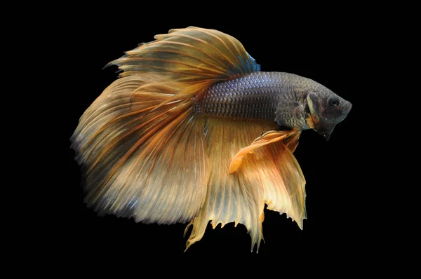 Betta Fish Pesce Combattente Siamese Betta Splendens Isolato Fondo Nero — Foto Stock