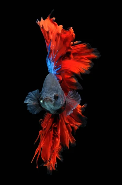 Betta Fische Siamesische Kampffische Beta Splendens Isoliert Auf Schwarzem Hintergrund — Stockfoto