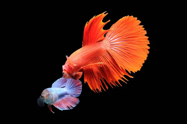 Betta Fische Siamesische Kampffische Beta Splendens Isoliert Auf Schwarzem Hintergrund — Stockfoto