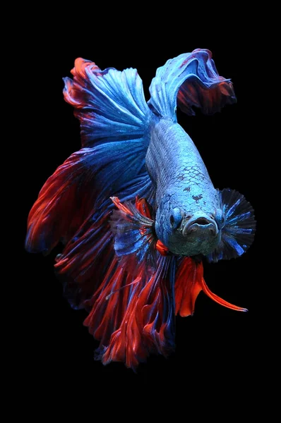 Betta fish, siamese fighting fish, betta splendens isolated on black background,fish on black background, Multi color Siamese fighting fish,