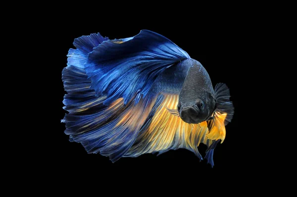 Betta Fish Pesce Combattente Siamese Betta Splendens Isolato Fondo Nero — Foto Stock