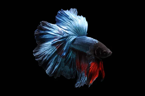 Betta fish, siamese fighting fish, betta splendens isolated on black background,fish on black background, Multi color Siamese fighting fish,