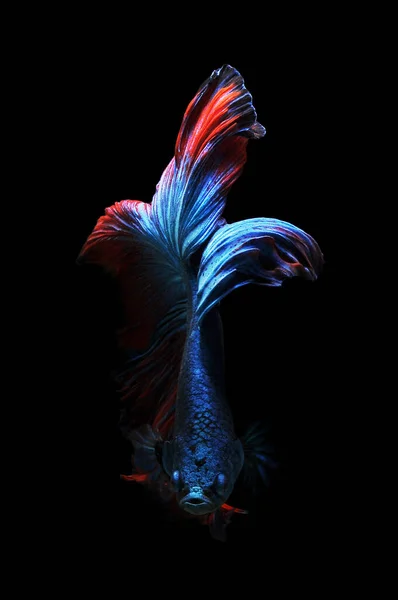 Betta Fisk Siamesiska Slåss Fisk Betta Splendens Isolerad Svart Bakgrund — Stockfoto