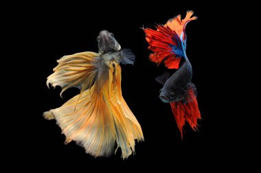 Beta balığı, siyam dövüşçüsü balığı, kara arka planda izole edilmiş betta ihtişamı, siyah arka planda balık, çok renkli Siyam dövüşçü balığı,