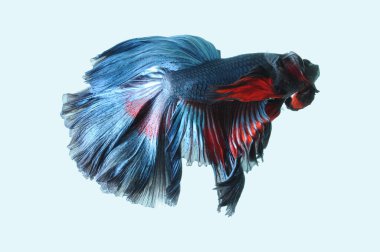 Beta balığı, siyam dövüşçüsü balığı, kara arka planda izole edilmiş betta ihtişamı, siyah arka planda balık, çok renkli Siyam dövüşçü balığı,