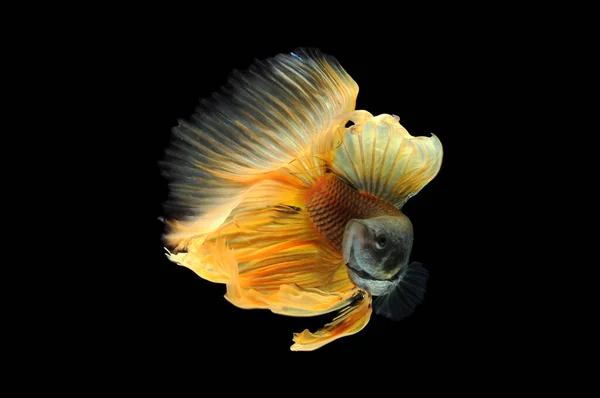 Betta Fish Siamese Fighting Fish Betta Splendens Isolado Fundo Preto — Fotografia de Stock