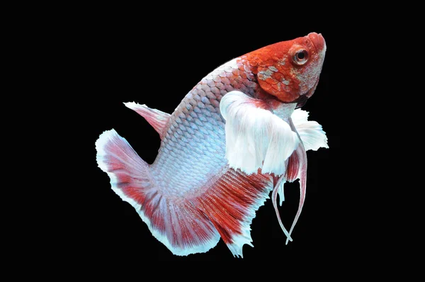 Betta Fish Siamese Fighting Fish Betta Splendens Isolado Fundo Preto — Fotografia de Stock