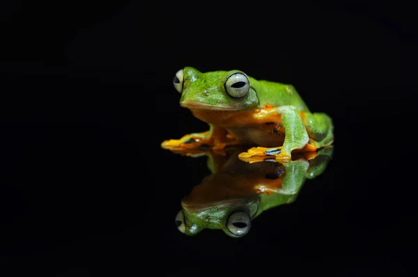 Flying Frog Tree Frog Frog — Stock Photo, Image