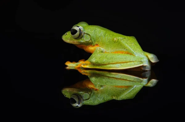 Voadora Arbórea — Fotografia de Stock