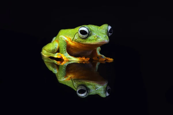 Flying Frog Tree Frog Frog — Stock Photo, Image