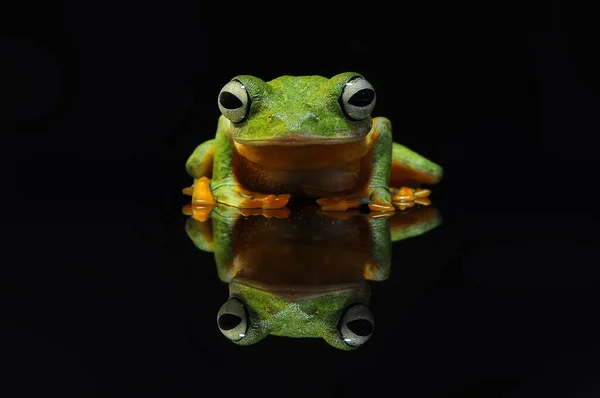 Vliegende Kikker Boomkikker Kikker — Stockfoto