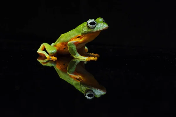 Voadora Arbórea — Fotografia de Stock