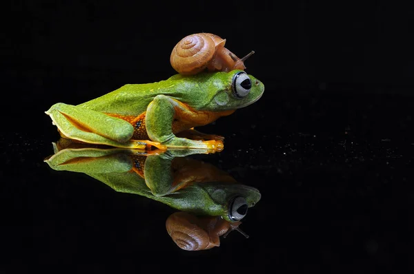 Rana Volante Rana Albero Rana — Foto Stock