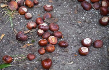 Meşe palamudu Şehir Parkı yere yalan. Zemin arka plan.