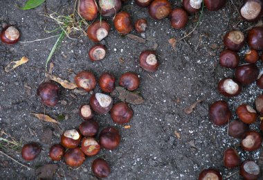 Meşe palamudu Şehir Parkı yere yalan. Zemin arka plan.