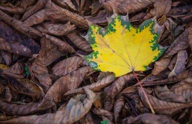 Sonbahar yaprak Şehir Parkı yere yatıyor. Sonbahar konsepti