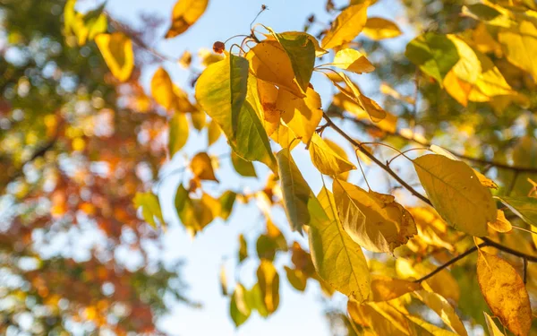 Park bölgesi sonbahar yaprakları
