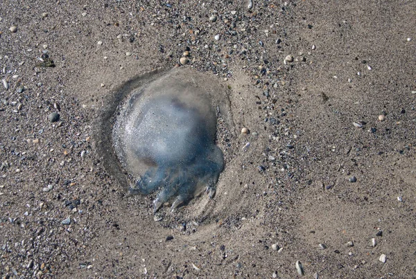 Odessa, Ukrayna: Ölü denizanası bir sahil üzerinde