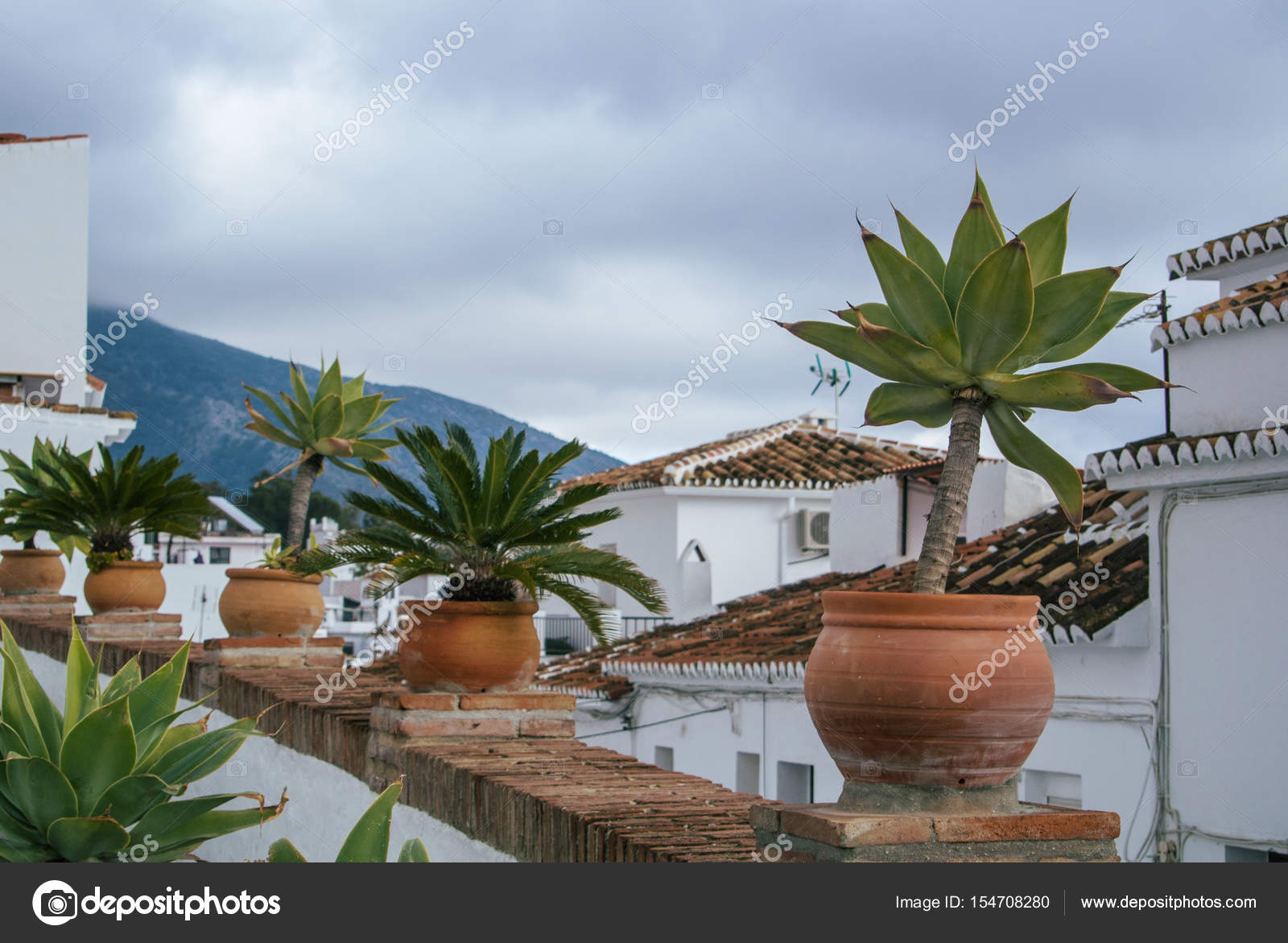 Palms and house plants in the pots standing over the roof at